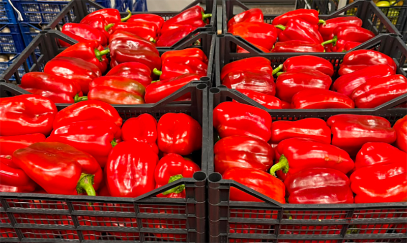 Peperoni - Sicilia - 1,60 euro al chilogrammo